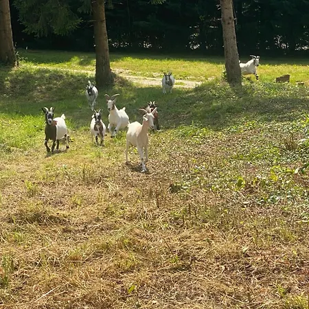 Château Pour Groupe Saint-Cyr-en-Pail